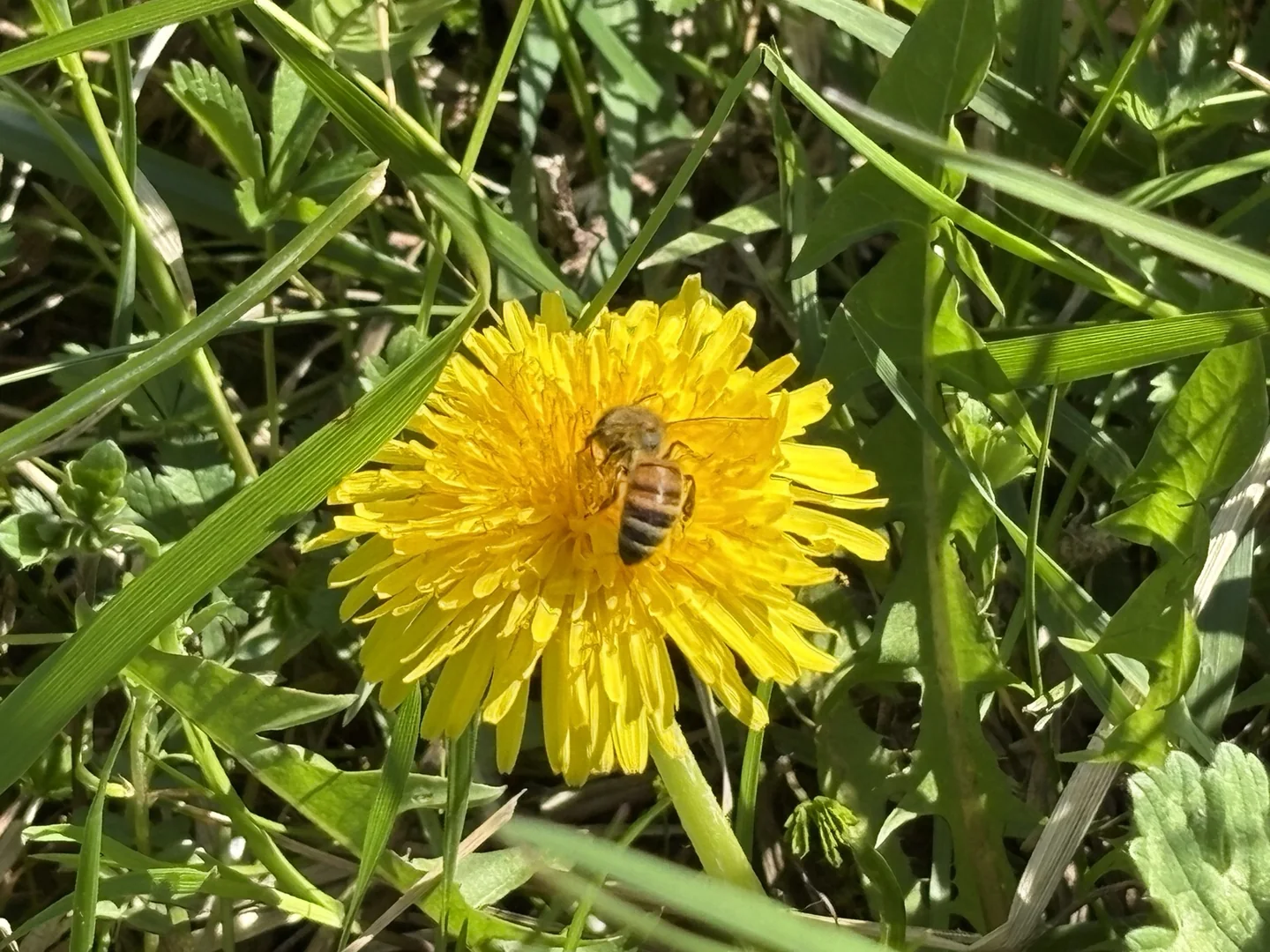 Un'ape raccoglie nettare su un fiore di tarassaco