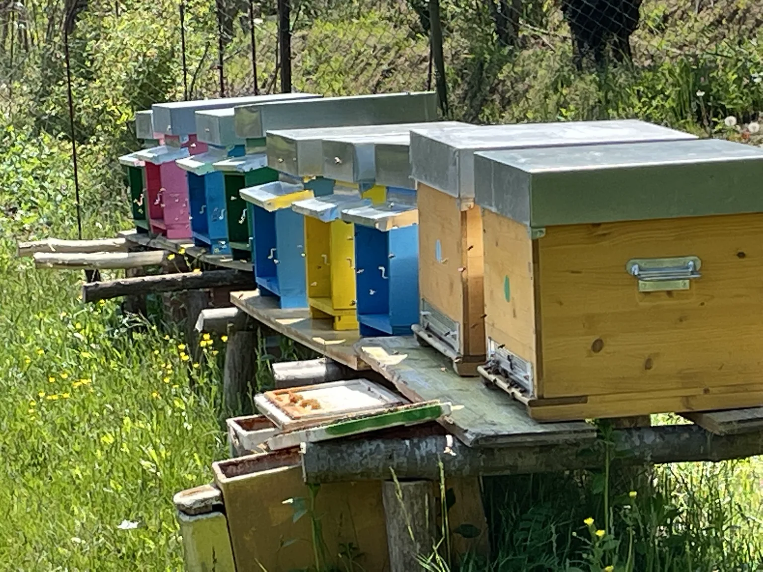 Le arnie colorate dell'apiario del Little Ranch