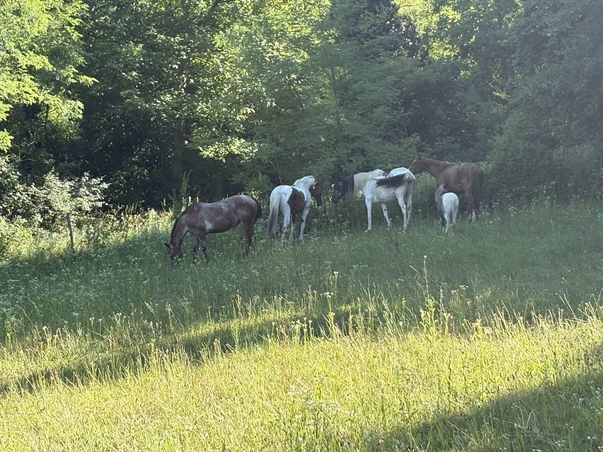 I cavalli del Little Ranch liberi al pascolo nel bosco