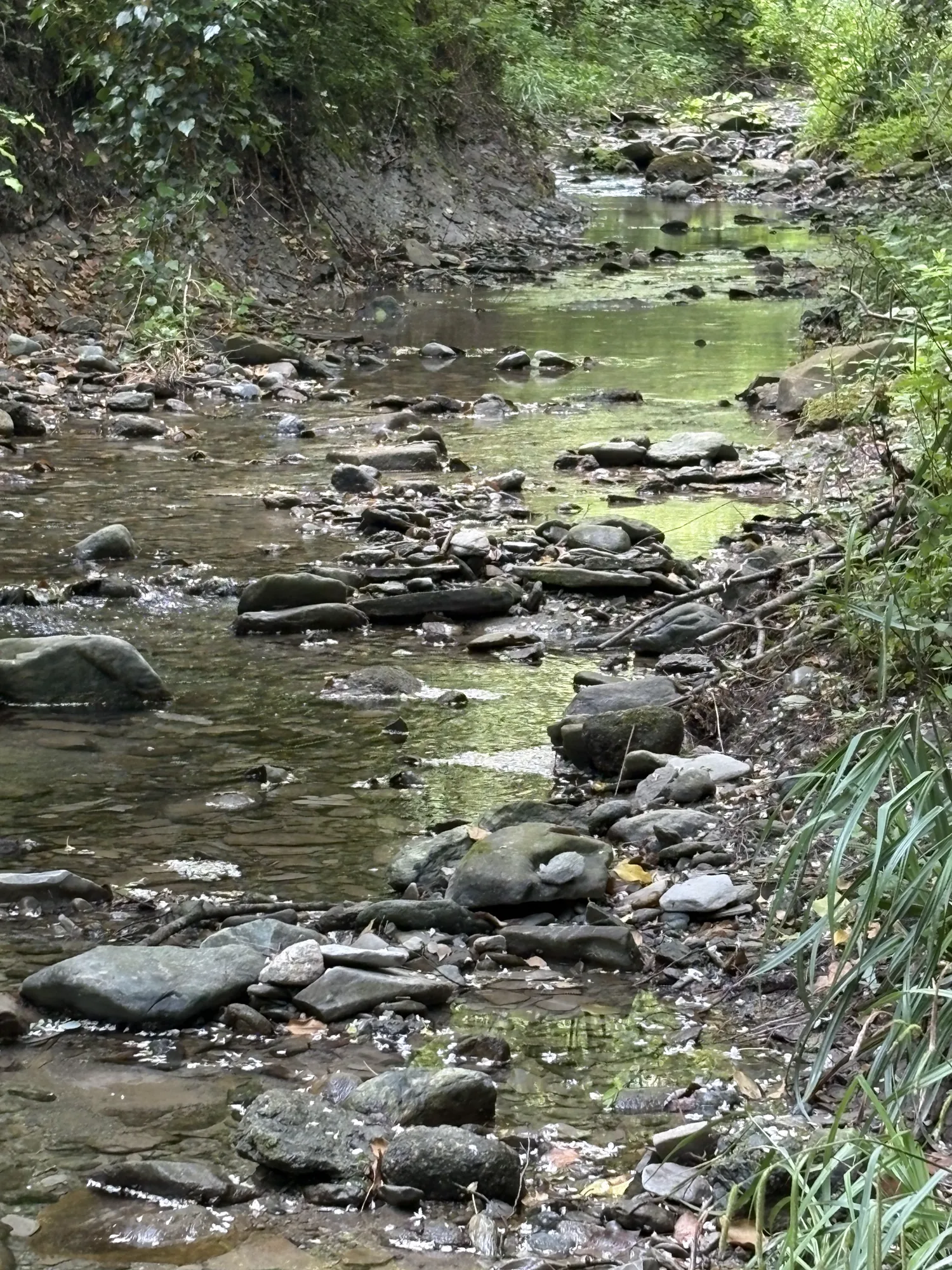 Il corso d'acqua naturale che attraversa l'ecosistema del Little Ranch