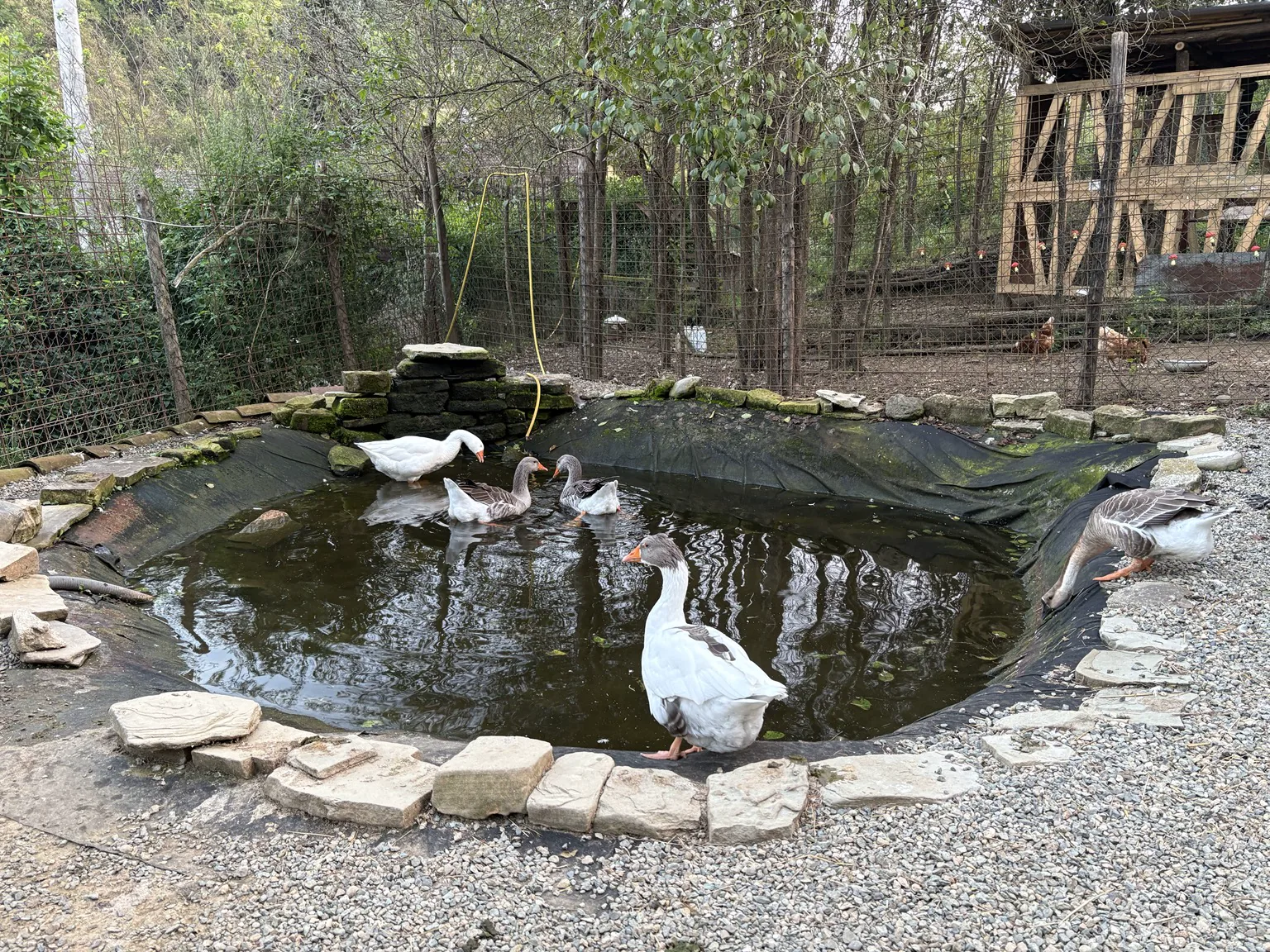 Il laghetto del Little Ranch abitato dalle oche