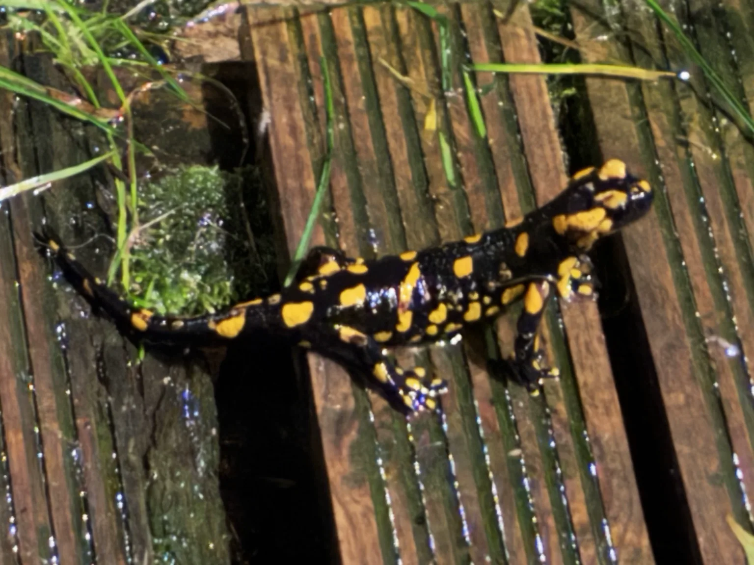 Una salamandra pezzata osservata nell'area del Little Ranch