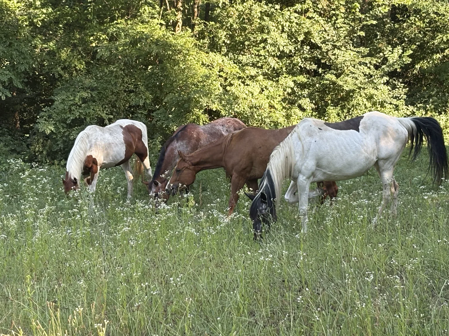 Il branco di cavalli del Little Ranch al pascolo, circondato dal bosco