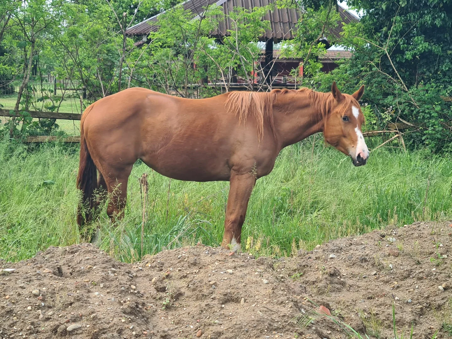 Ritratto di Lady al Little Ranch