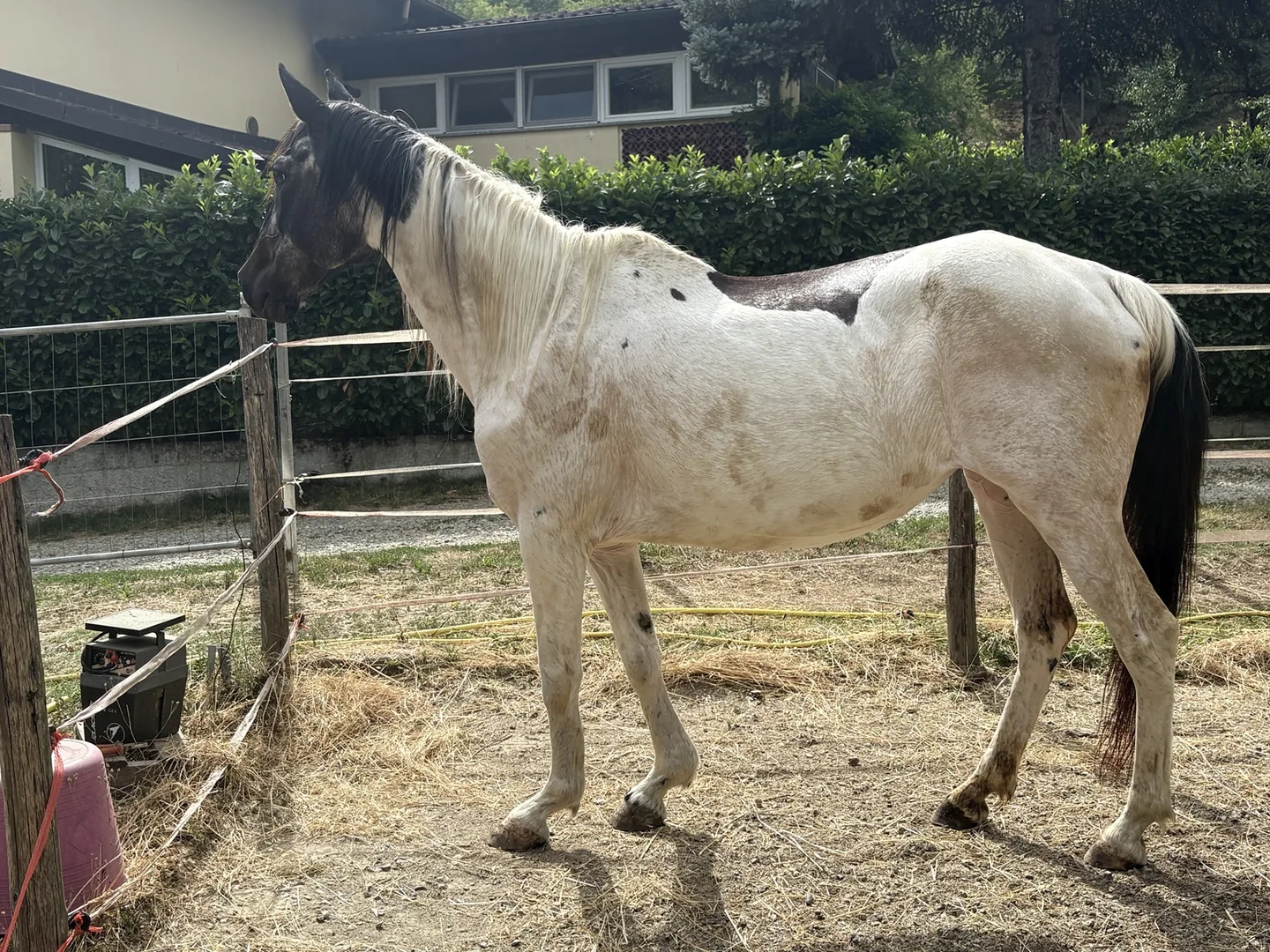 Nuvola ritratta di profilo al Little Ranch