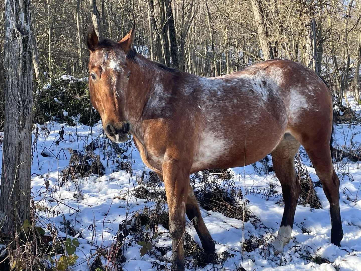 Ritratto di Rocka al Little Ranch