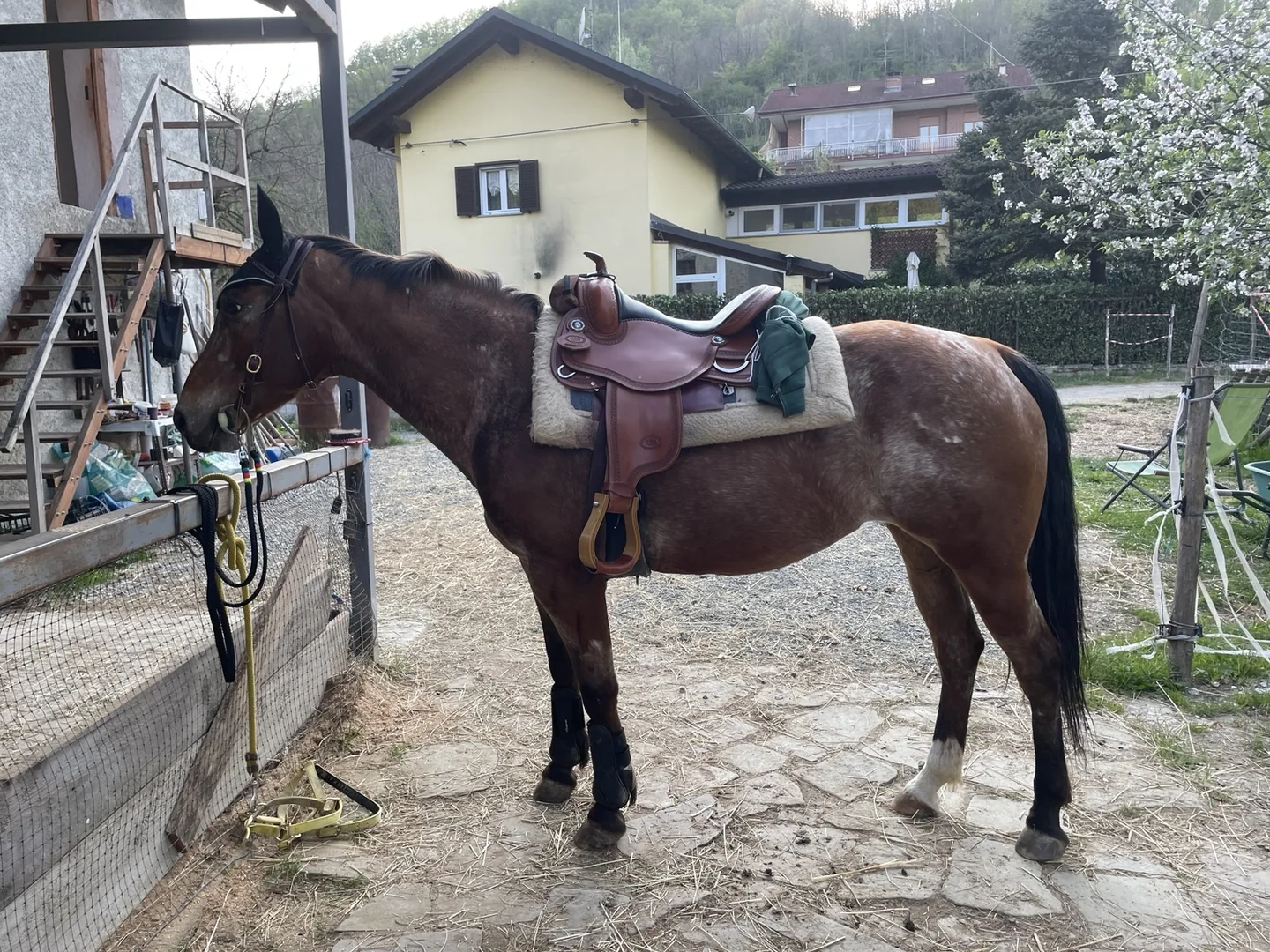 Rocka sellata durante il lavoro equestre