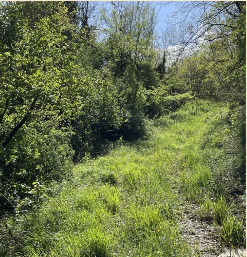 Il sentiero del Little Ranch immerso nel verde di primavera