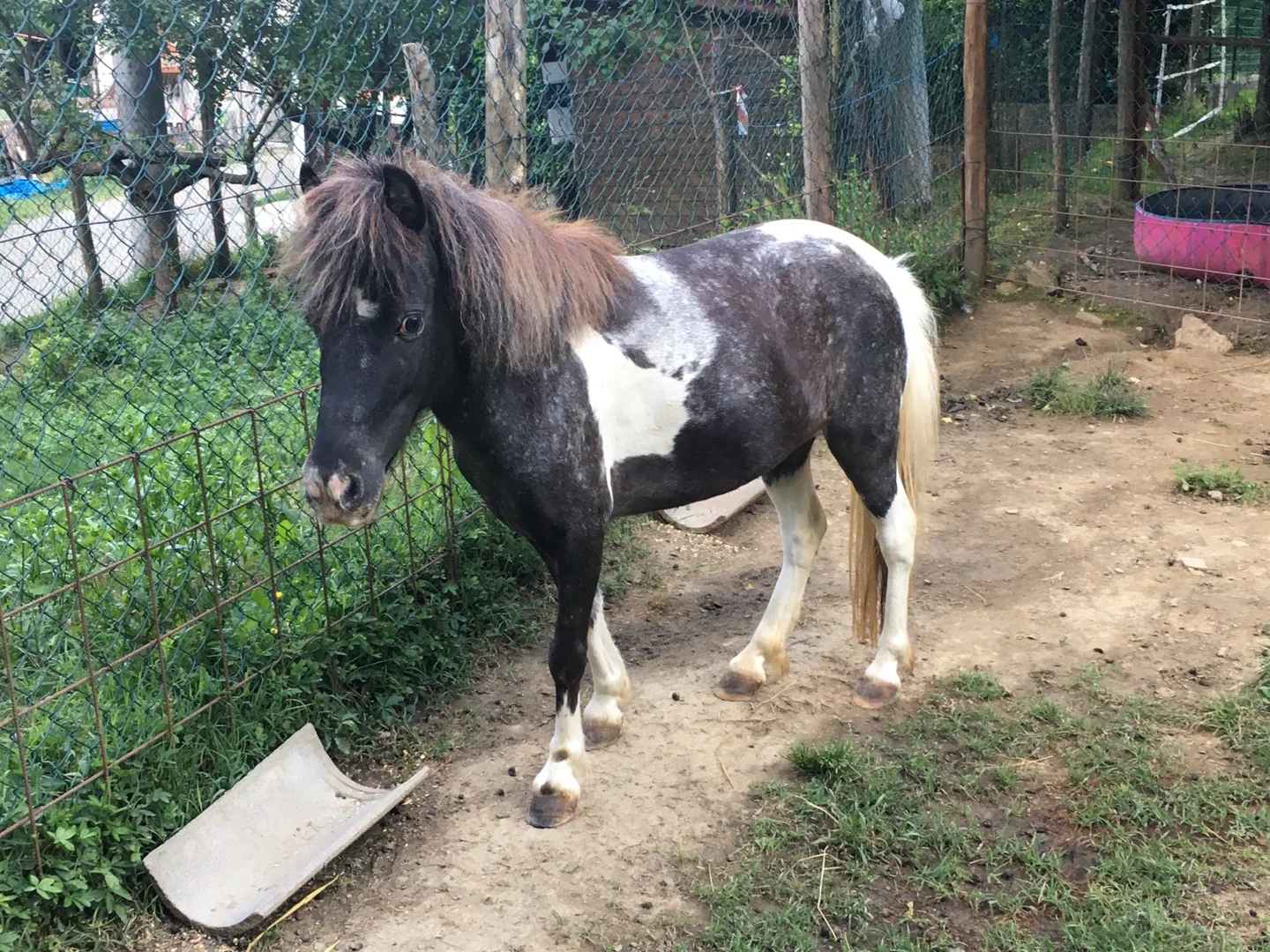 Xenia ritratta nel suo ambiente al Little Ranch