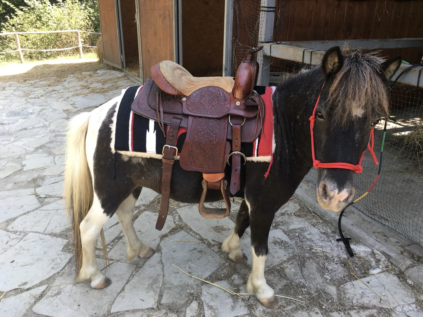 Xenia sellata durante il lavoro equestre
